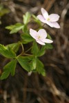 Oregon Anemone (white form)