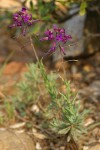 Koehler's Rockcress