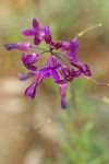 Koehler's Rockcress blossoms detail