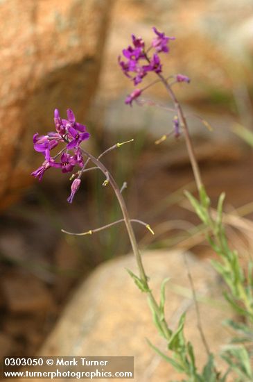 Arabis koehleri var. koehleri