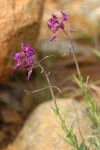 Koehler's Rockcress