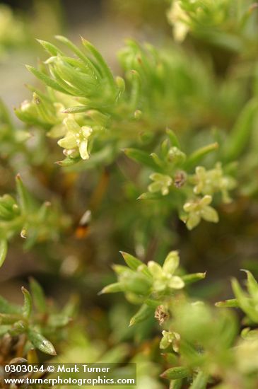 Galium ambiguum ssp. siskiyouense