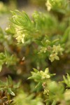 Yolla Bolly Bedstraw blossoms & foliage detail