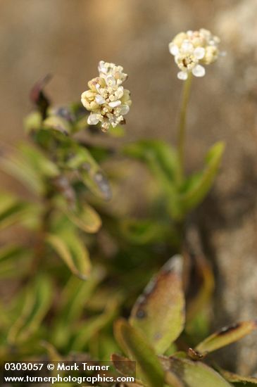 Whipplea modesta