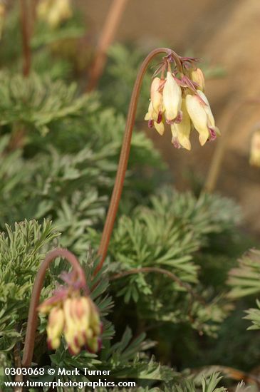 Dicentra formosa ssp. oregona