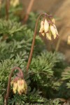 Oregon Bleeding Heart blossoms & foliage