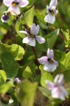 Wedgeleaf Violets