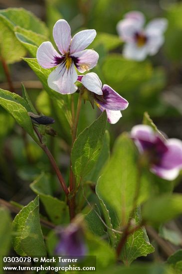 Viola cuneata