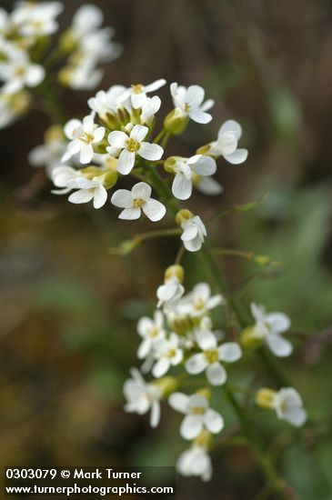 Thlaspi montanum var. siskiyouense