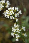 Siskiyou Pennycress blossoms detail