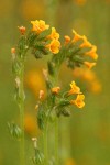 Common Fiddleneck blossoms detail