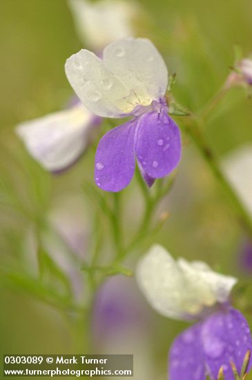 Collinsia heterophylla