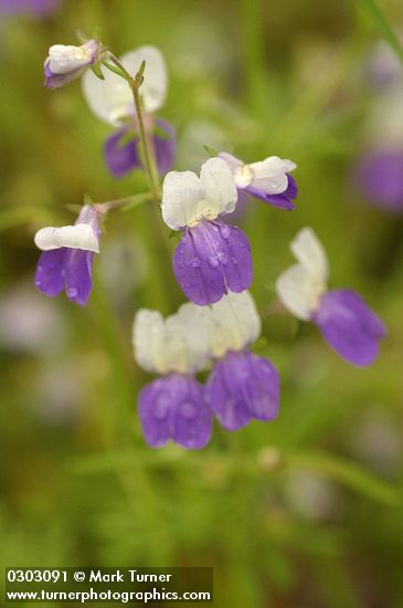 Collinsia heterophylla