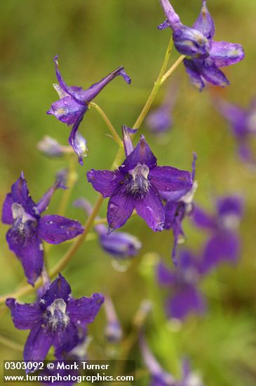 Delphinium menziesii