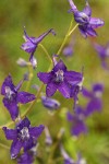 Menzies' Delphinium blossoms