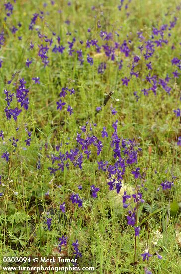 Delphinium menziesii