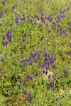 Menzies' Delphiniums