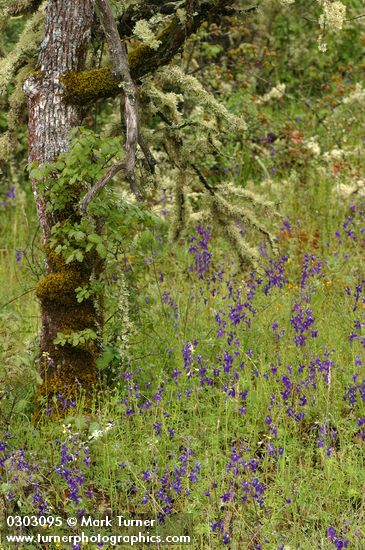 Delphinium menziesii; Quercus garryana; Toxicodendron diversilobum