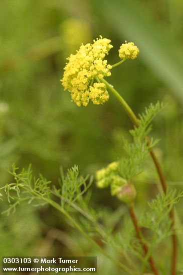 Lomatium utriculatum