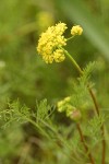 Spring Gold blossoms & foliage