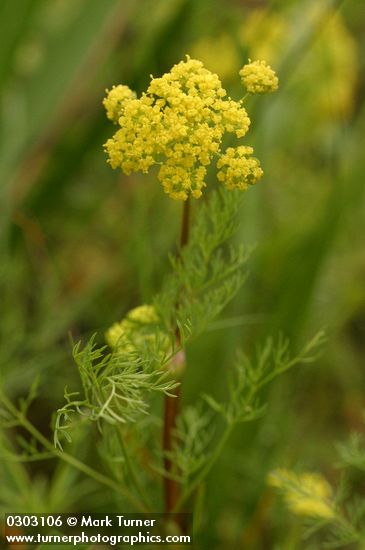 Lomatium utriculatum | Fine-leaf Desert Parsley | Wildflowers of the ...