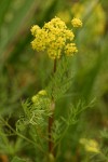 Spring Gold blossoms & foliage