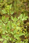 California Lomatium