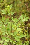 California Lomatium