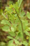 California Lomatium