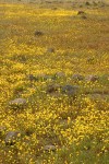 Goldfields in mounded prairie habitat