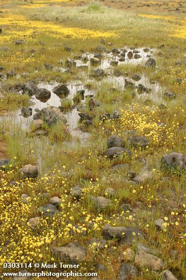 Lasthenia californica