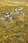 Goldfields in mounded prairie habitat w/ vernal pool