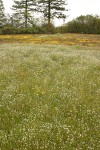 Popcorn Flowers in mounded prairie habitat