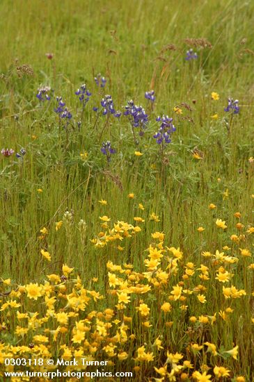 Lasthenia californica; Lupinus bicolor ssp. microphyllus