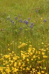 Goldfields & Bicolor Lupines in mounded prairie habitat