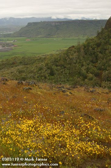 Lasthenia californica