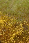 Goldfields, Bicolor Lupines,  in mounded prairie habitat