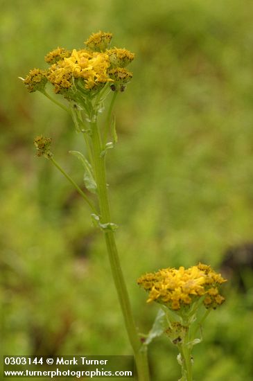 Senecio integerrimus