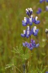 Bicolor Lupine detail