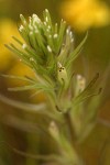 Attenuate Paintbrush bracts & blossoms