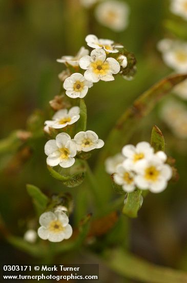 Plagiobothrys scouleri