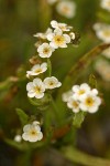 Scouler's Popcorn Flower blossoms