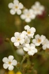 Popcorn Flower blossoms detail