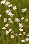 Popcorn Flower blossoms