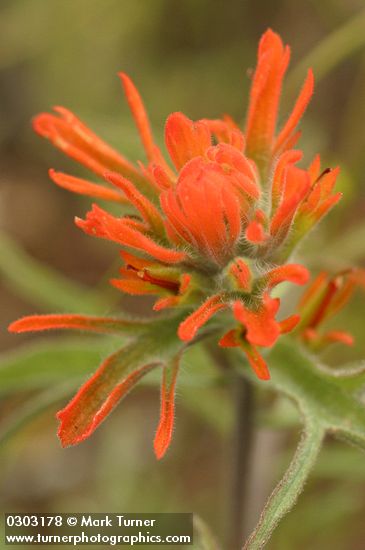 Castilleja pruinosa