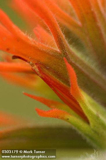 Castilleja pruinosa