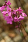 Waldo Rock Cress blossoms