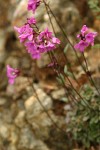 Waldo Rock Cress