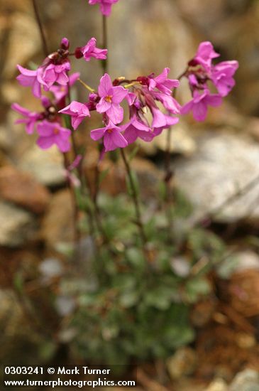 Arabis aculeolata