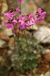 Waldo Rock Cress